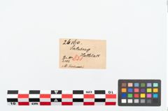 Etikett zu Bronzerollenkopfnadel (NHMW-PRAE-026160)